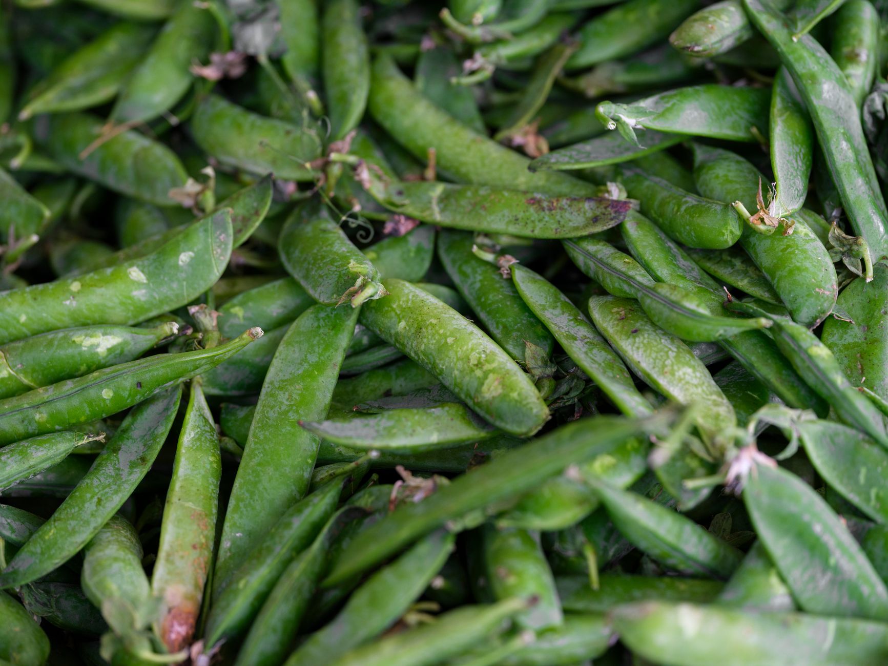 Petits pois frais fraîchement écossés présentés sur un étal